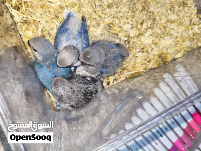 للبيع فروخ لافبيرد حجم  راهي و الوان جميلة  يقبلون الغر