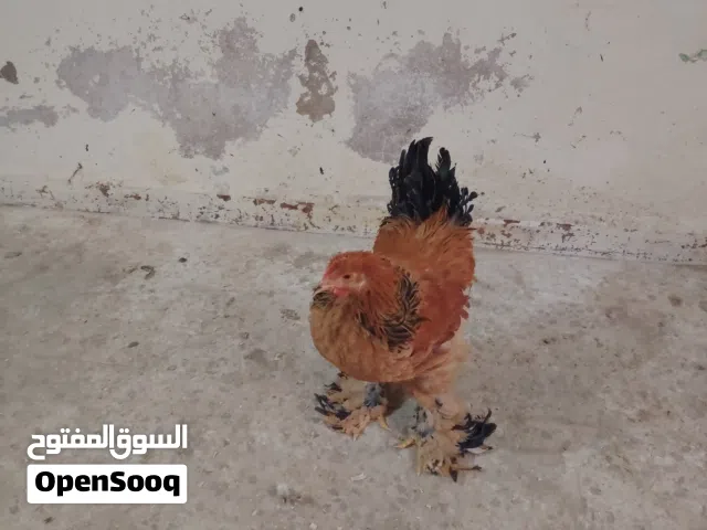 براهمي اديوك للبيع العمر من 8 لا 9