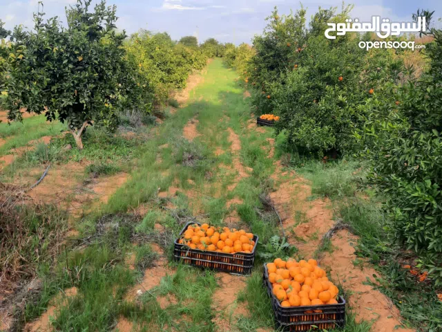 Farm Land for Sale in Tripoli Tajura
