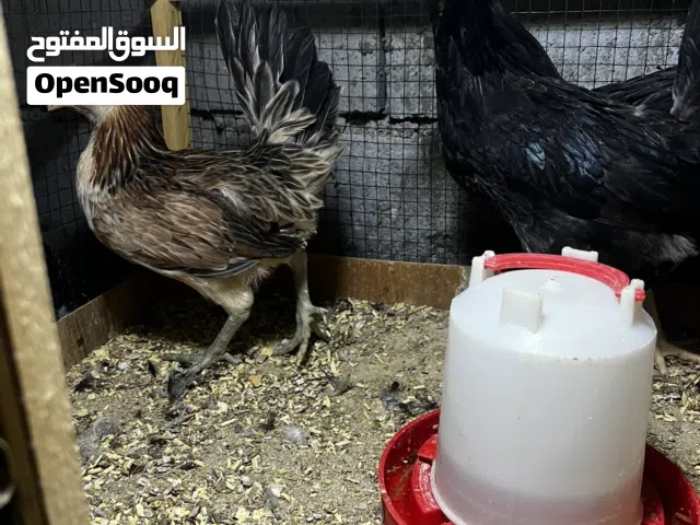 مكاحيل سعودي دماء نقية خط اول
