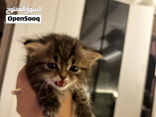 قطة همالايا مهجنة سكوتش