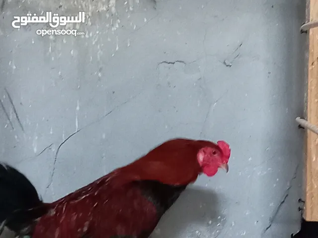 متاح دجاج للبيع