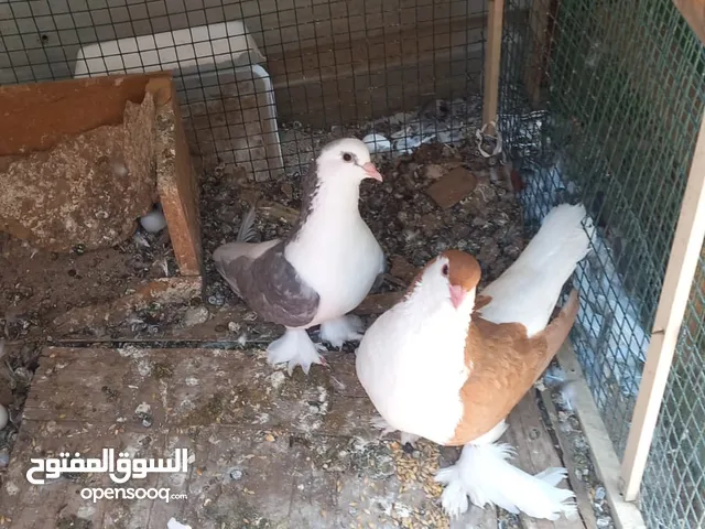 للبيع حمام شرط انتاج