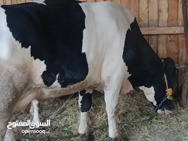 هايشه للبييع