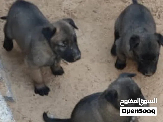 3 جرواي مينوا دكور درجة اولى