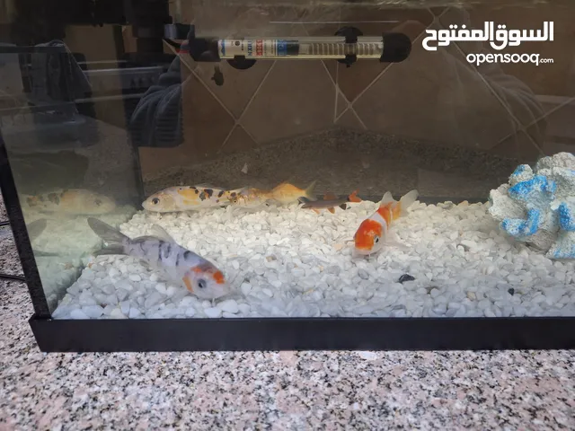 حوض سمكن حجم كبير فارغ بدون شي