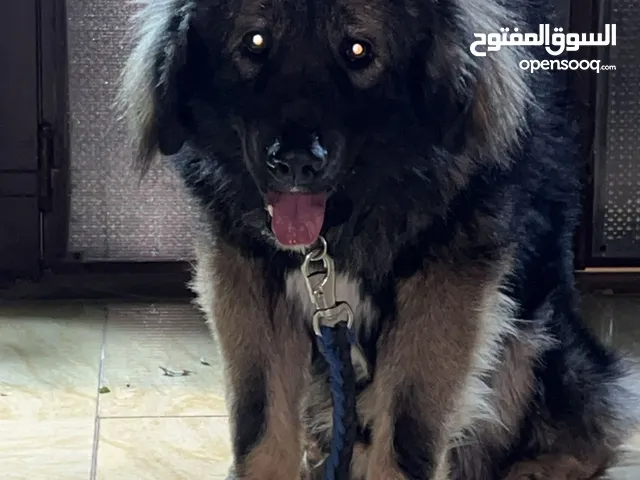 كلب قوقازي