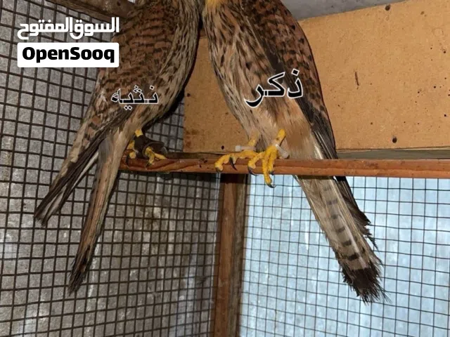 للبيع زوج شرياص السعر 10 دينار