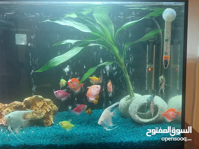 حوض سمك اجنبي