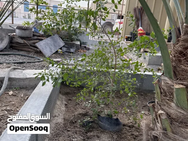 شتلات حنا نوعية ممتازة