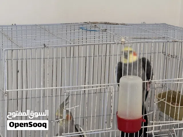 كوبية كوكتيل للبيع