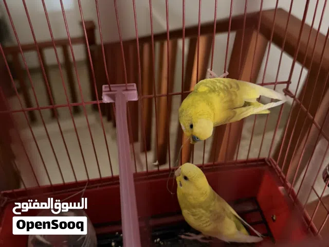 كوبيأ بقلينو اقرأ الوصف