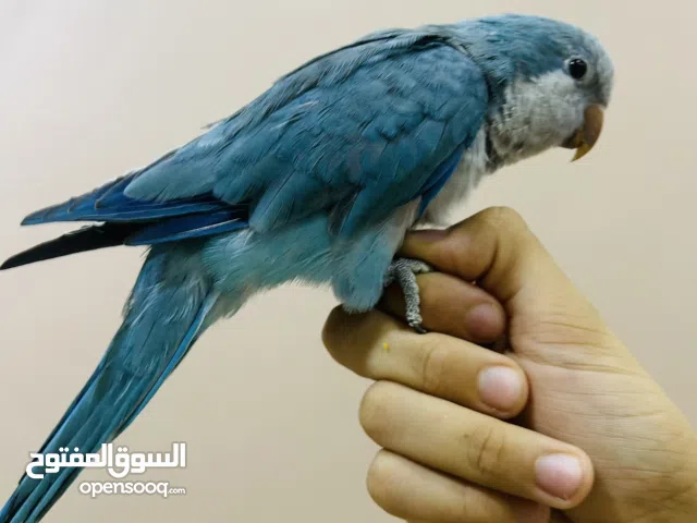 دكر كويكر مدرب