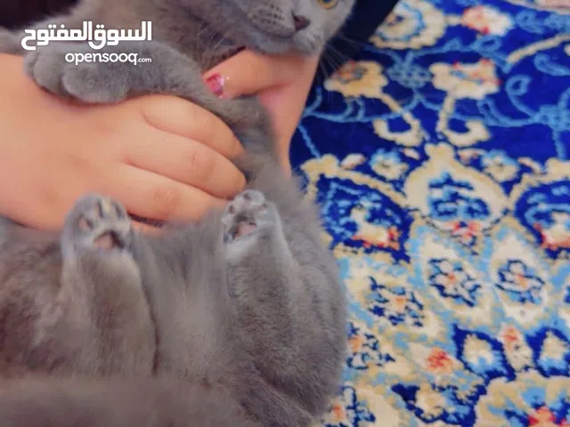 قطه سكوتش فولد  أنثى عمره:3 إشهر للبيع