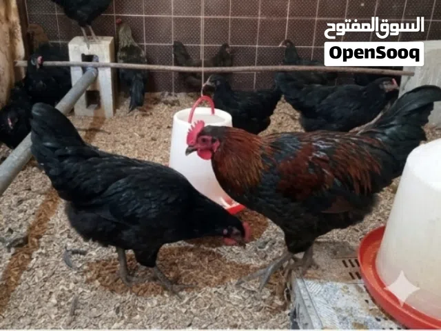 دجاج الاسترالوب  و هجين على الرود