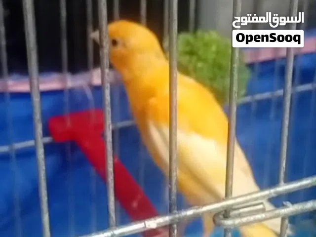 فحل كنار بندوق لون جزري غامق