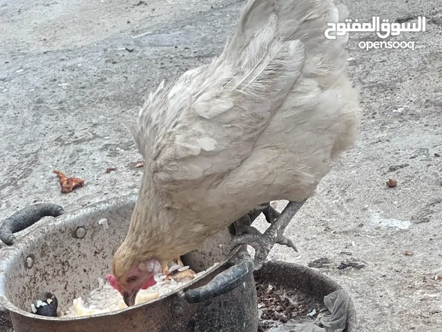 ديج ودجاجه عرب شرط الصحه مال بيت للبيع