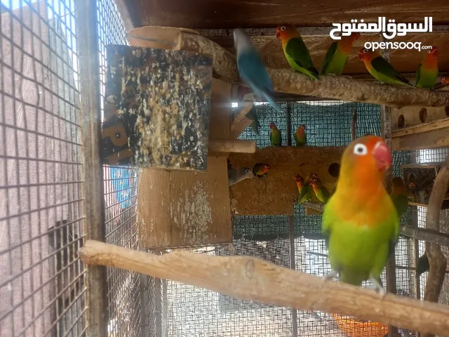فيشر محلي الزوج ب 10