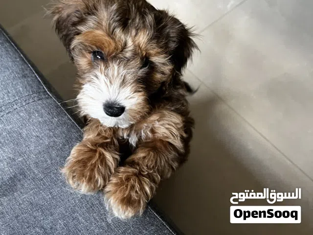 Friendly, healthy, female Maltipoo puppy available
