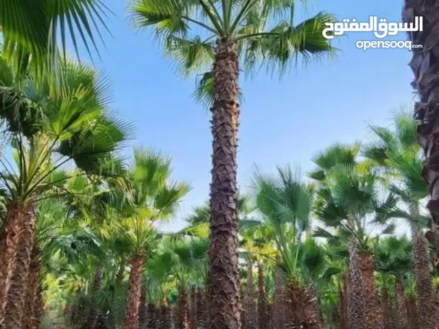 لدينا نخل واشنطن زينه