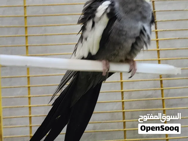 ببغاء الكوكتيل اليف لون رصاصي فحل العنوان النجف الاشرف