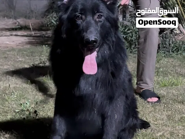 انثى جيرمن بلاك