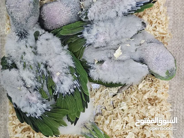 : 3 فروخ ببغاء نيبالي احجام طيبه – إنتاج محلي وصحة ممتازة!