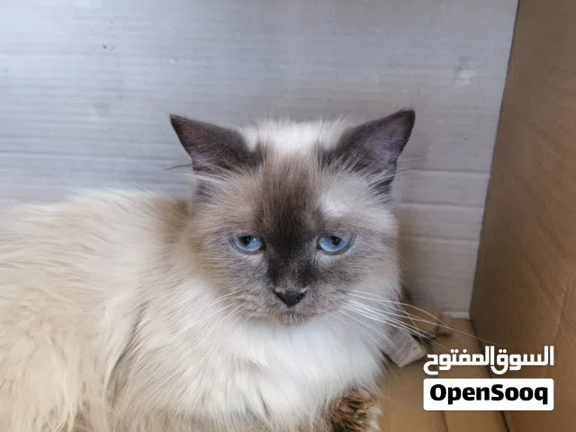 قطة هملايا انثى للبيع