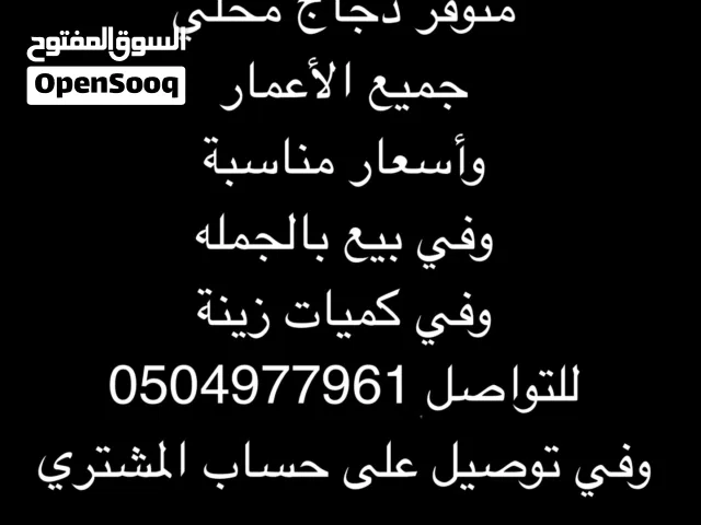 دجاج للبيع