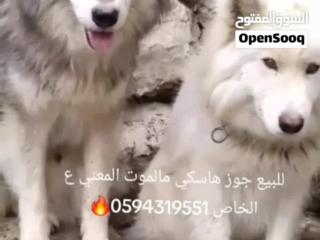 كلب  للبيع عمرهن سنه ونص الانثى  لونه ابيض وذكر الونه اسود وا ابيض