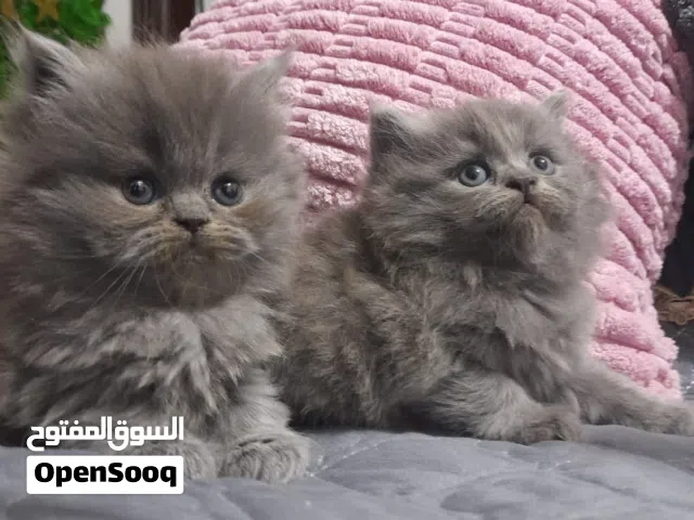 قطط برتش بيرو