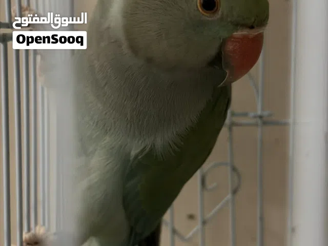 بغبغاء زرقاء اللون
