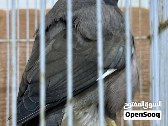 طير مينه للبيع