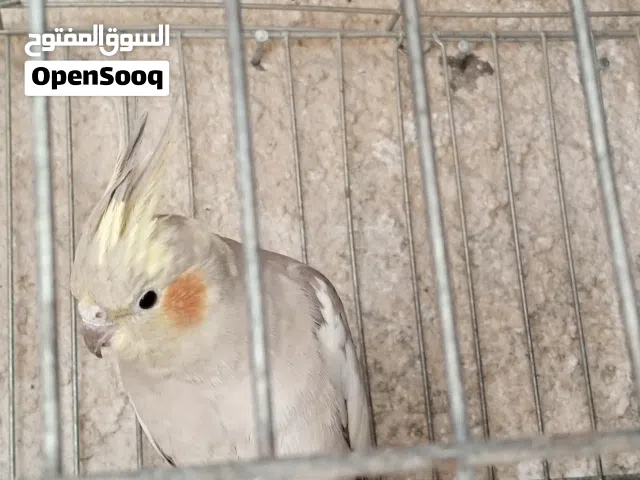 انثى كوكتيل منتجه وحاضنه  اليفه