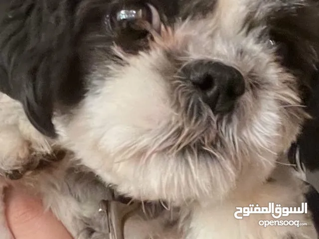 متوفرة للبيع شيتوز انثى