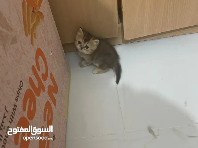 انثى سكوتش ستريت ny 24