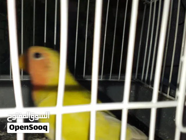 ببغاء روز للبيع