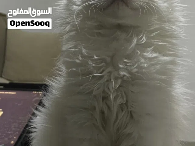قطط شيرازي صغيرة