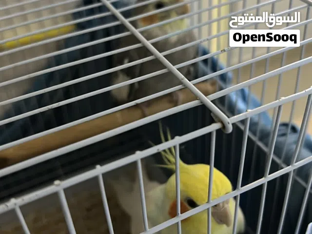 كروان اصفرر وكروان رمادي وكنيور