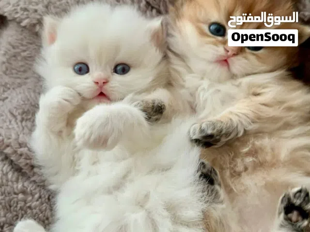 مخبز الصويعي