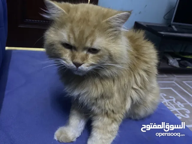 قطط للبيع متوسطة الحجم