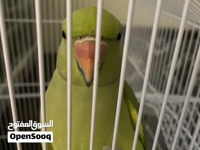 متوه فرخ بحاله جيده