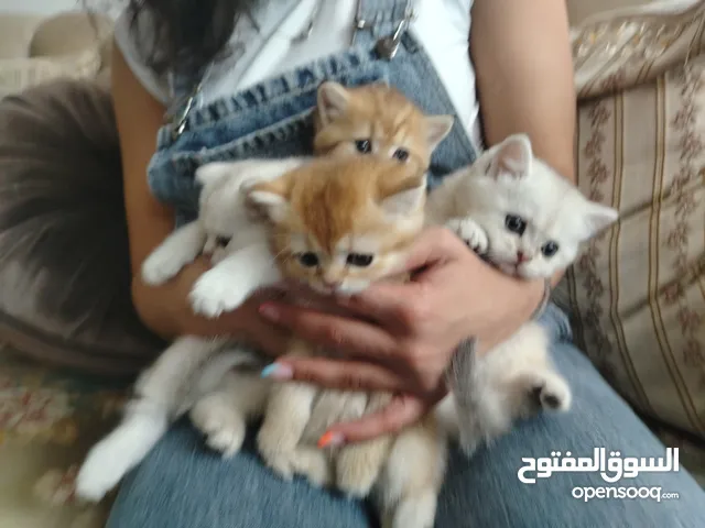 4 كتنز وامهم كوادن اوكراني للبيع بسعر مغري