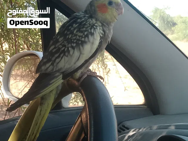 كوكتيل مروض الله يبارك