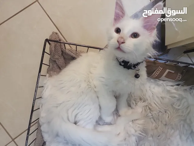 قط المين كون العملاق