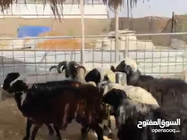 للبيع خرفان نجدي و نعيمي احجام كبيره