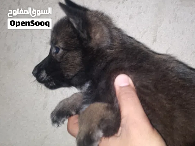 جراوي مالينو مغنجات استراد تونس