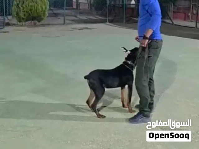 دوبرمان مستوى عالي ذكر مميز ..مع جميع المطاعيم اللازمه وجرعه الدود ومايكروشيب