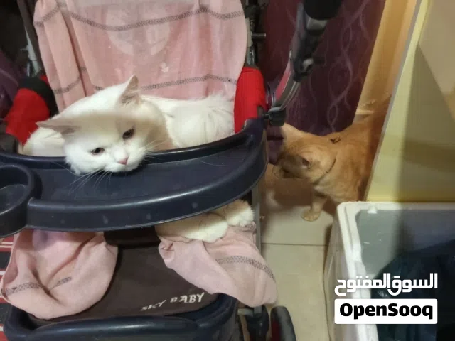 Cats for adoption