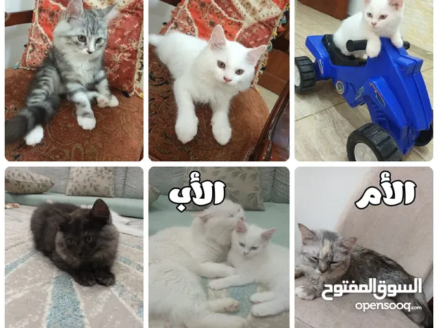 قطط شيرازية للبيع. cat for sale